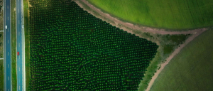 Overhead shot of fields and trees next to a road